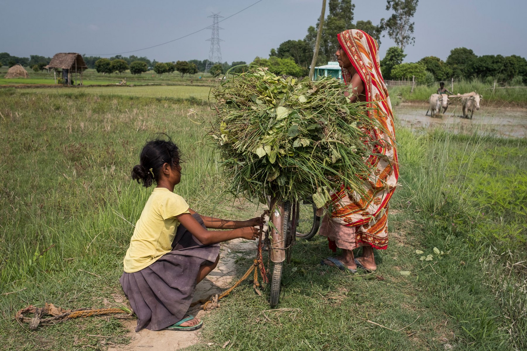 A farmer loads fodder onto  bicycle to be transported home for her animals in Kanakpatti, Saptari district, Nepal.