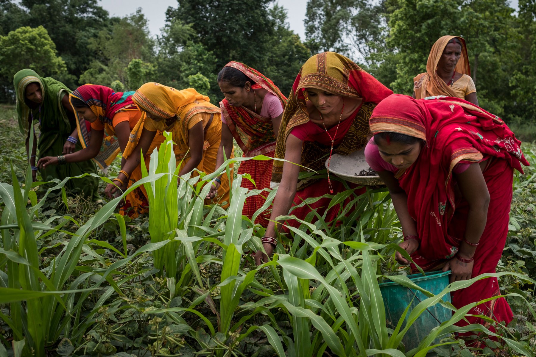 Mina Devi Yadav (red sari) and others from a women's farming group work together to pick mung beans. The group is part of an ACIAR conservation agriculture project spanning the Eastern Gangetic Plains of Nepal, India and Bangladesh. The project aims to develop more intensive, sustainable timely planting of the main cereal crops – rice, maize and wheat – increasing yield and allowing for a third crop such as mung beans. In recent years huge numbers of young men have migrated to the Arab Gulf countries in search of higher paid work and this has led to what is called the 'feminisation of agriculture’. Because of increasing rates of male migration from poor farming households, usually to work in the cities, women have emerged as the key producers, performing a wide range of tasks related to planning, cropping, managing, processing and marketing. This project is contributing to developing the potential of one of Asia’s great future food bowls the Eastern Gangetic Plains.