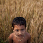 A boy stands amongst the wheat crop, Bangladesh (Photo: ACIAR)