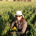 Diana Martino examines frost damage in wheat