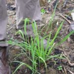 Grassy shoot in sugar cane