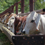 Cattle Indonesia (Photo: ACIAR) 
