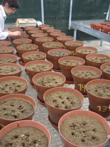 Evaluation of seeds - genebank procedures (Photo: RRDAC)