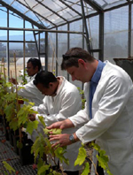 Abel and Joaquim learn how to screen grapevines within the DAFWA PEQ glasshouse for the presence of exotic diseases such as Grapevine fanleaf virus and Phomopsis viticola