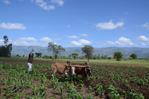 A small scale farmer cultivating his maize using traditional methods