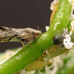 The Asian citrus psyllid, which causes destructive Citrus Greening – a focus for Fund training