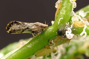 The Asian citrus psyllid, which causes destructive Citrus Greening – a focus for Fund training 