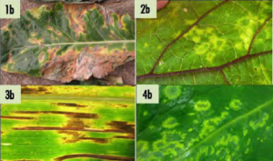 Photo resources created specifically for a Crawford Fund course used to recognise plant disease symptoms