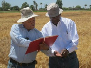 Dr. Rajaram evaluating wheat in Mexico
