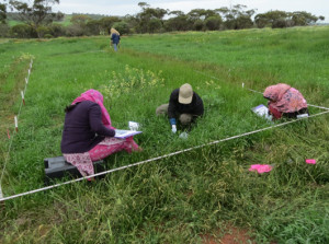 Selima Zahan, Nur Nobi Mia, and Taslima Zahan perform initial weed count in an efficacy trial (Chris Roberts, DAFWA, in background)
