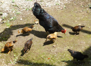 Village poultry in Timor-Leste