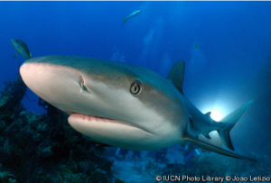 Grey reef shark (Source IUCN Photo Library)
