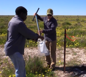 Dr Chimphango from South Africa, and Tom Edwards (Murdoch University) sampling for soil fertility under the newly domesticated perennial legume Lebeckia, in the dry wheatbelt of WA