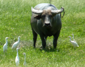 Buffalo are the dominant livestock animal in Nepal