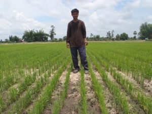 Mr Silea, of Alan Wattana village, in a drill-seeded rice crop.