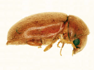 Lasioderma serricorne - Tobacco or Cigarette Beetle (CSIRO ScienceImage, Wikimedia Commons)