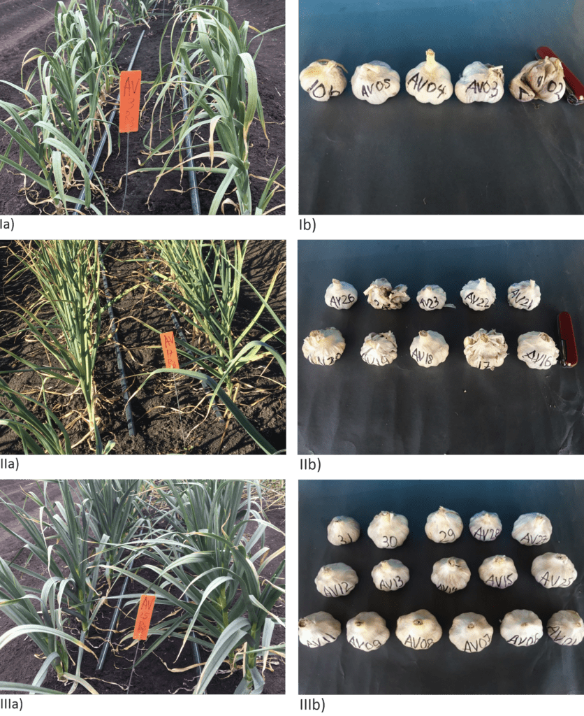 pyruvate scale for garlic varieties chart Everything about garlic